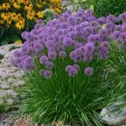 ALLIUM MILENIUM