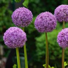 Allium Globemaster