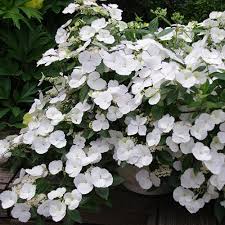 HYDRANGEA RUNAWAY BRIDE 7.5Ltr