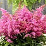 ASTILBE Raspberry