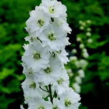 Delphinium Magic Fountain White 2L