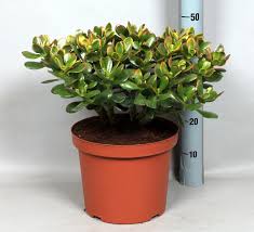 Crassula ovata Sunset Magic SuPure