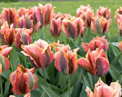 TULIP ARTIST 7