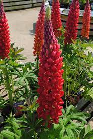 Lupin Westcountry Beefeater