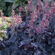 HEUCHERA Black Forest Cake