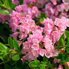 Bloombux  Magenta - Shrubs - Windyridge Garden Centre