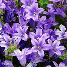Campanula Muralis (Wall Flower) - Herbaceous - Windyridge Garden Centre