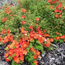 Potentilla Red Ace. - Shrubs - Windyridge Garden Centre