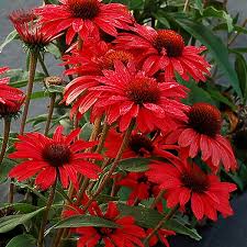 Echinacea Prima Ruby - Herbaceous - Windyridge Garden Centre