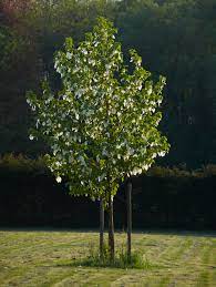 DAVIDIA INVOLUCRATA