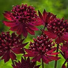 Astrantia major  Venice  ®