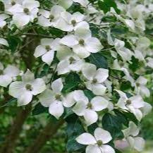 Cornus Kousa Chinensis - Shrubs - Windyridge Garden Centre