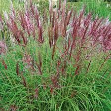 Miscanthus Sin. Red Chief - Herbaceous - Windyridge Garden Centre