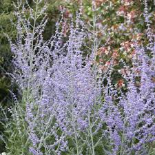 Perovskia Atrop. Blue Spire - Shrubs - Windyridge Garden Centre