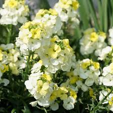 Erysimum Leya Lemon Glow - Herbaceous - Windyridge Garden Centre