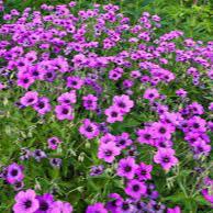 GERANIUM Patricia