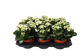 Kalanchoe Don Cedra(White) Glitter - Indoor Plants - Windyridge Garden Centre