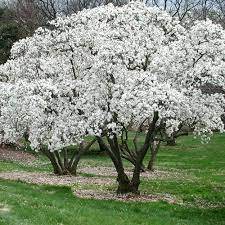 Magnolia stellata