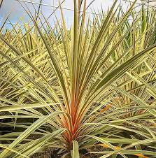 Cordyline australis Torbay Dazzler