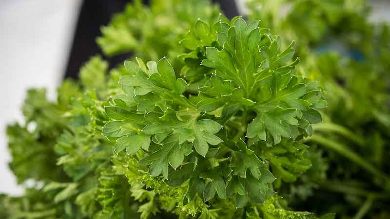 Plain-Parsley-2