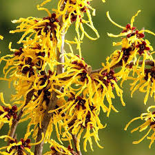 Hamamelis int. Arnold Promise