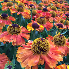 Helenium Mardi Gras 2lt Pot