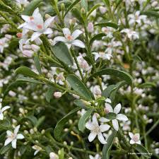 Eriostemon Myoporoides  25-30 Cm C2 - Shrubs - Windyridge Garden Centre
