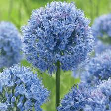 Spring Bulbs