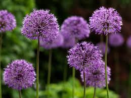 Allium Purple Rain