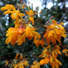 Berberis Darwinii Nana - Shrubs - Windyridge Garden Centre