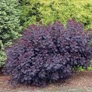 Cotinus cog. Royal Purple  3 Ltr pot