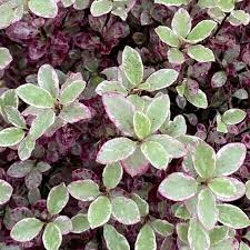 Pittosporum Bannow Bay Ball - Shrubs - Windyridge Garden Centre