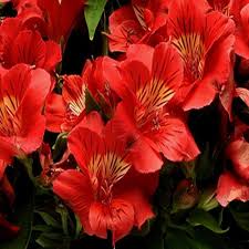 Alstroemeria Colorita Kate - Herbaceous - Windyridge Garden Centre