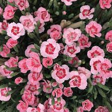 DIANTHUS Peach Party