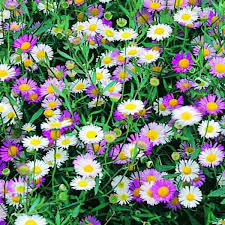 ERIGERON karv. Sea of Blossom