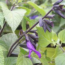 Salvia Amistad