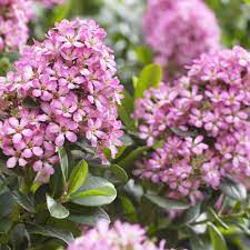 Escallonia Pink Elle - Shrubs - Windyridge Garden Centre