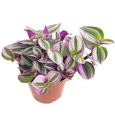 Tradescantia Cerinth. 'Nanouk' . - Indoor Plants - Windyridge Garden Centre