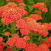 Achillea Safran 2Ltr Pot - Herbaceous - Windyridge Garden Centre