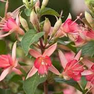Fuchsia Walz Jubelteen