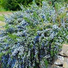 Rosmarinius O. Pro. Capri -  - Windyridge Garden Centre