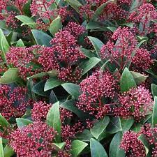 Skimmia jap. Rubinetta