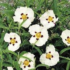 Cistus Alan Fradd - Shrubs - Windyridge Garden Centre