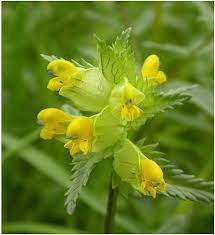 Nh Yellow Rattle - Seeds - Windyridge Garden Centre