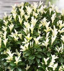 Euonymus jap. Paloma Blanca