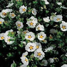 Cistus Decumbens - Shrubs - Windyridge Garden Centre