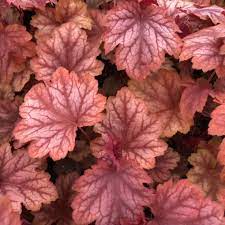 Heuchera Villosa Carnival Watermelon - Herbaceous - Windyridge Garden Centre