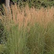 Calamagrostis arundinacea