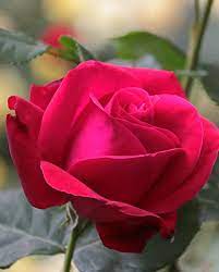 Rosa Mothers Day