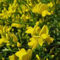 Genista lydia